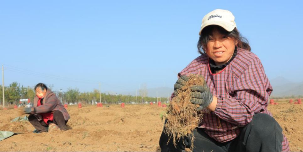 驻马店驿城区：中药材铺就乡村振兴“黄金路”