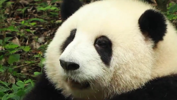 萌翻了！花花手捧窝头细嚼慢咽好认真