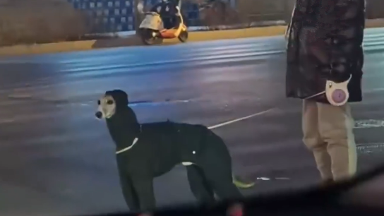 当时就乐了！东北男子寒夜下班，偶遇狗穿着羽绒服遛弯