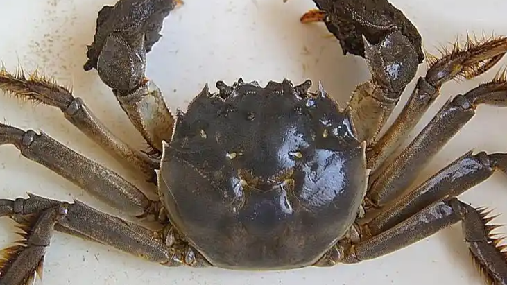 大闸蟹为何会在欧美泛滥成灾