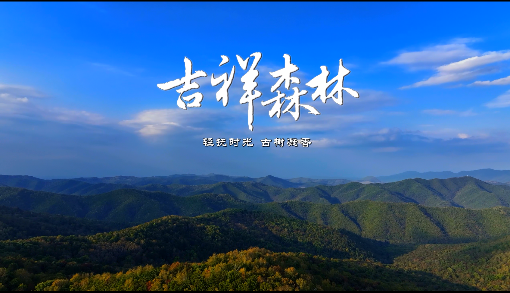 吉祥森林-轻抚时光 古树凝香