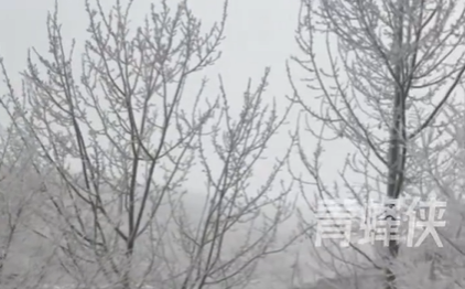 北京门头沟飘起鹅毛大雪：道路植被被雪花覆盖，白茫茫一片