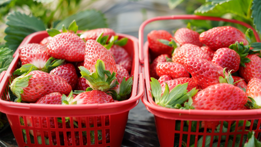 网传“大个草莓是用了膨大剂”？ 真相是这样