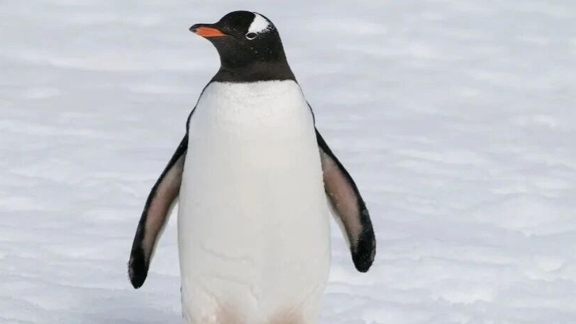 寒潮来袭，劝你多学企鹅走路