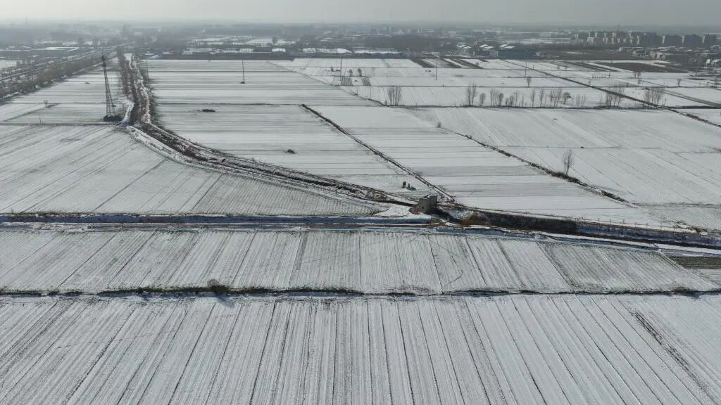 寒潮之下，晚播的冬小麦受影响吗？