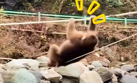 景区猴子踩绳索过河打劫游客