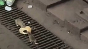 原来猫和老鼠是纪实片，美国纽约地铁两老鼠上演抢食物大战