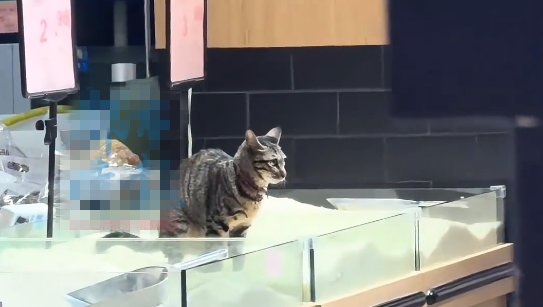 小猫把超市米柜当猫砂盆，超市回应：会将相关情况转达给领导