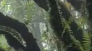 哀牢山要办荒野求生赛，已有200多人报名，官方回应