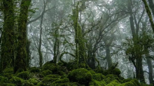 “哀牢山荒野求生赛事”引关注，当地回应