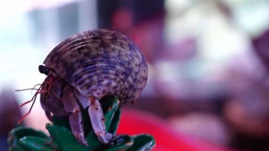 男子养五步蛇当宠物，喂食被咬致截肢