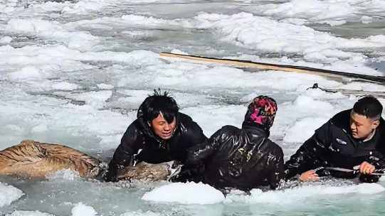 零下10℃！警民破冰救出3只国家一级保护动物