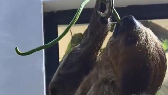 树懒吃一根豇豆要5分钟，网友：《疯狂动物城》里都是真的