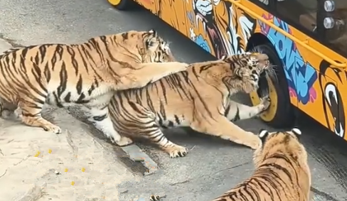 老虎咬观光车轮胎 被同伴制止还炸毛
