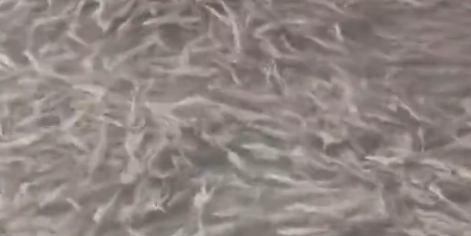 日本一河道涌入大量鱼群 居民担忧“或是大地震前兆”