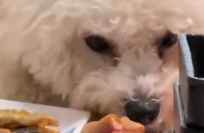 宠物狗上桌啃生肉 烤肉店停业3天