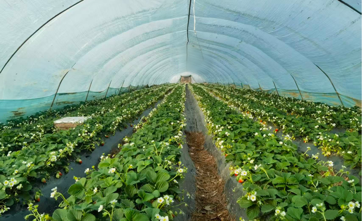 泌阳县高邑镇：“甜蜜”产业缔造“莓”好生活