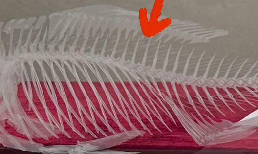 中国人终于对鱼刺“下手”了！被鱼刺卡过吗？无刺鲫鱼快量产