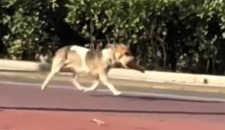 狗妈妈叼着油条 跨越五公里投喂幼崽