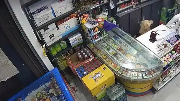 未拴绳大狗进店扑向女童，物业回应：已向狗主人强调文明遛狗