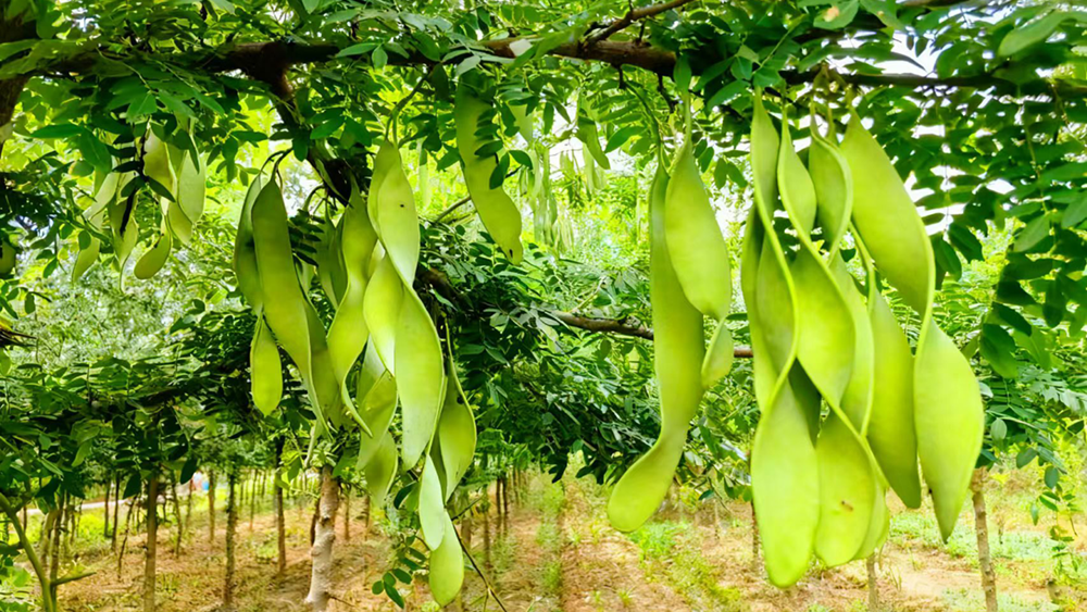 河南确山：林产融合绘就新图景