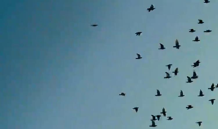 好听！《四条胡同》唱出城市故事