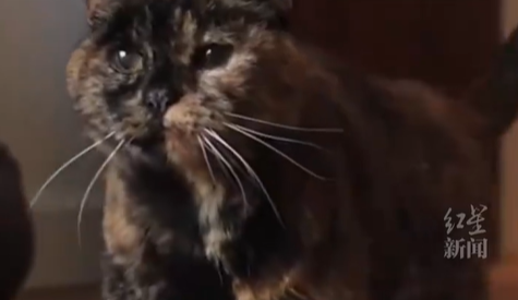 世界最长寿猫咪30岁了，相当于人类140-150岁