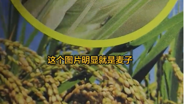 儿童百科书里的水稻配图是麦子 出版社回应