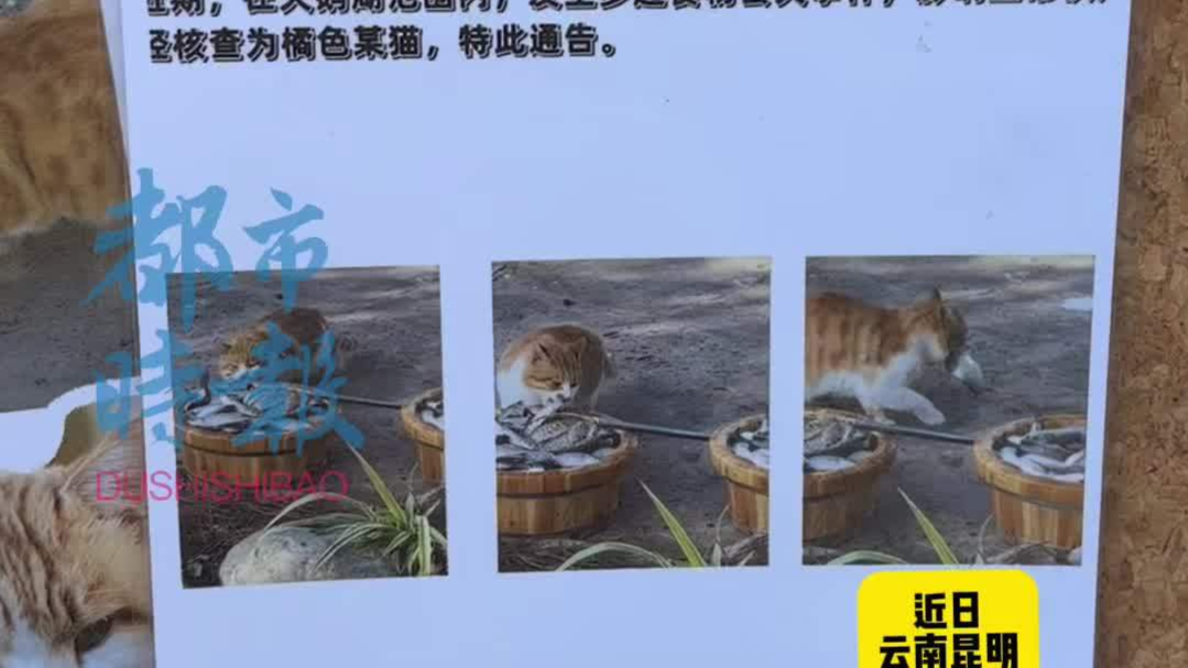 动物园橘猫多次偷吃鹈鹕的鱼被“通报”