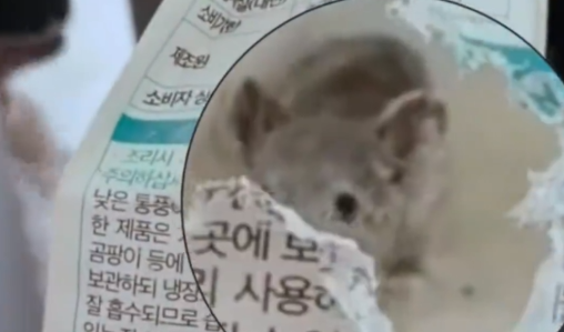 老鼠咬开包装偷吃面粉与人四目相对，直接投怀送抱