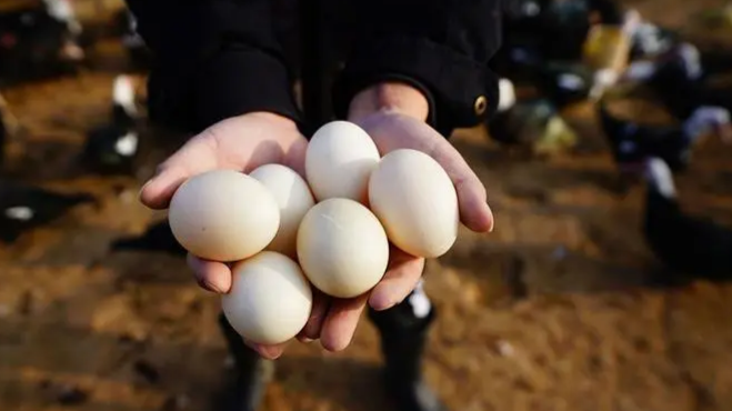 鸡蛋能不能生吃？长保质期食品安全吗？专家解读→