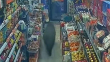 长春一头野猪闯超市，被警方击毙