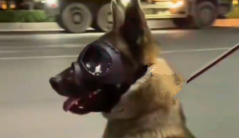 3条腿小狗一路逆袭成为出色警犬