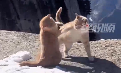 “新版华山论剑！”游客拍到两只小猫在华山顶上“对决”