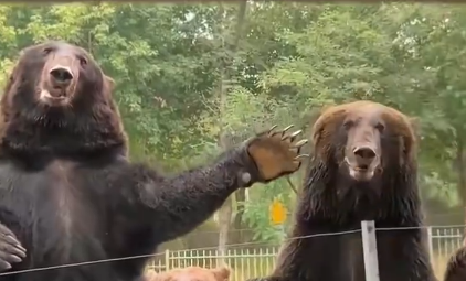 同伴不按常理出牌，熊“恼羞成怒”：举手了吗你就吃！