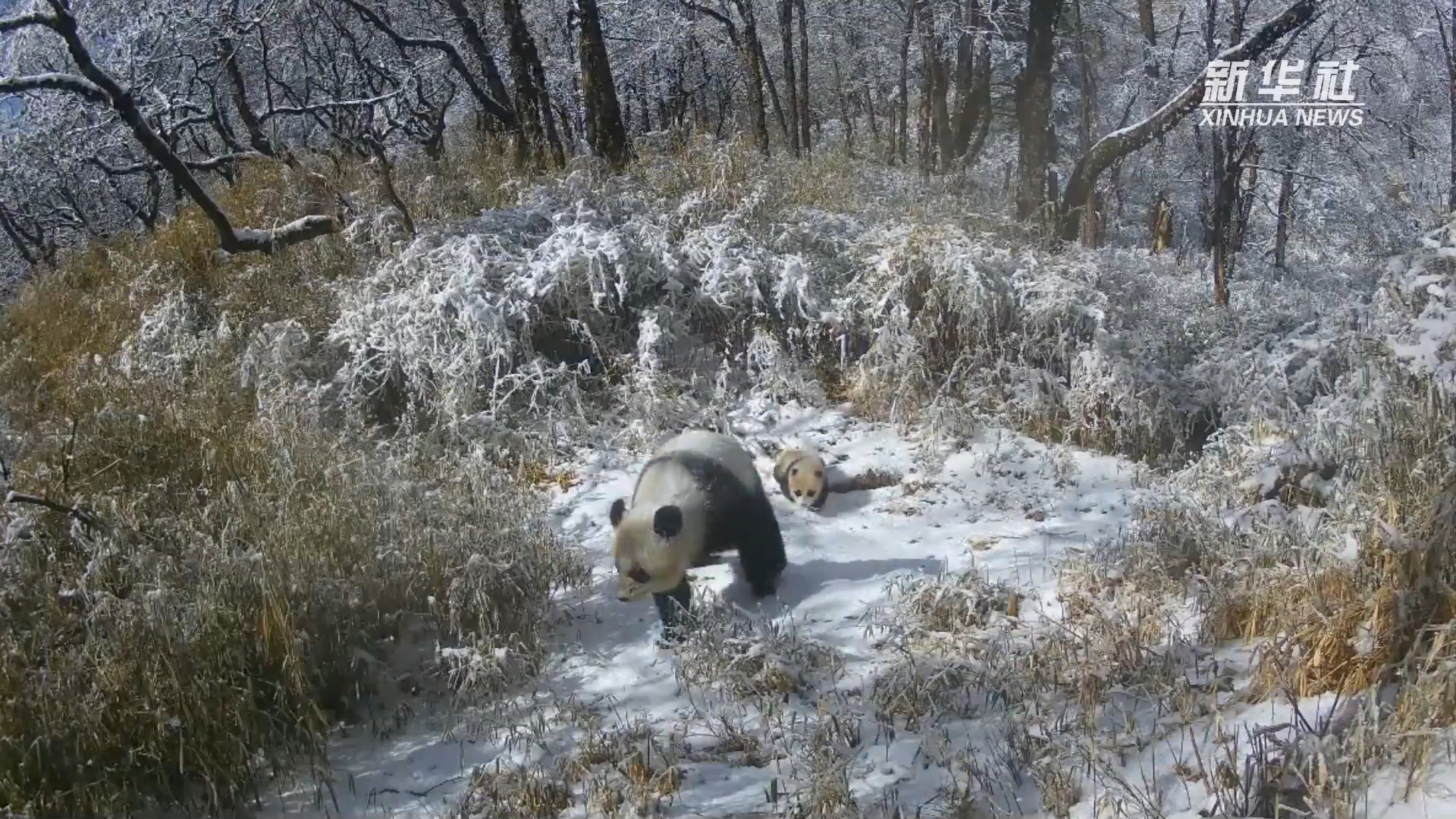 萌化了，成都野生熊猫母子雪中漫步