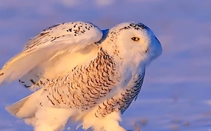 哈利波特同款猫头鹰原来长这样