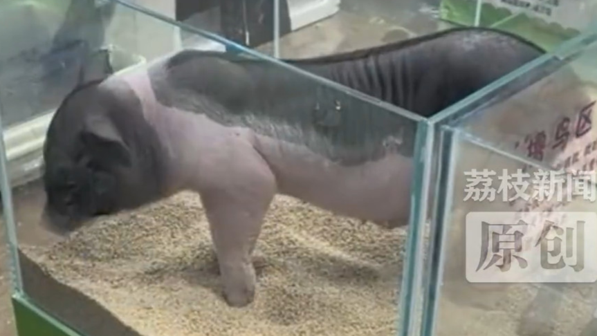 宠物乐园打烊后将宠物猪关狭小展柜站立困难 多方回应