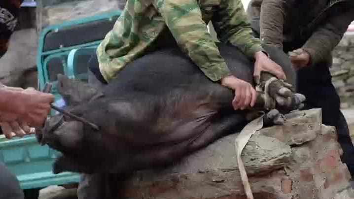 男子受邀帮忙按年猪被踢致截瘫，邀约者判赔52万