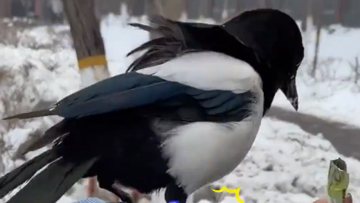 女子投喂喜鹊后会在上班路上偶遇：一叫就过来