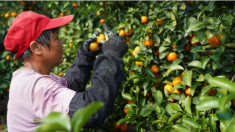 沙糖橘上市，挑选方法拿走不谢