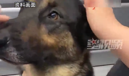 4只警犬被通报：敌我不分 殴打同事