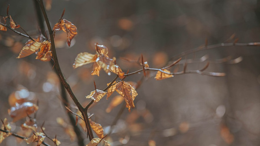 三九收尾我国暖意持续 明起进入四九寒潮携雨雪降温来袭