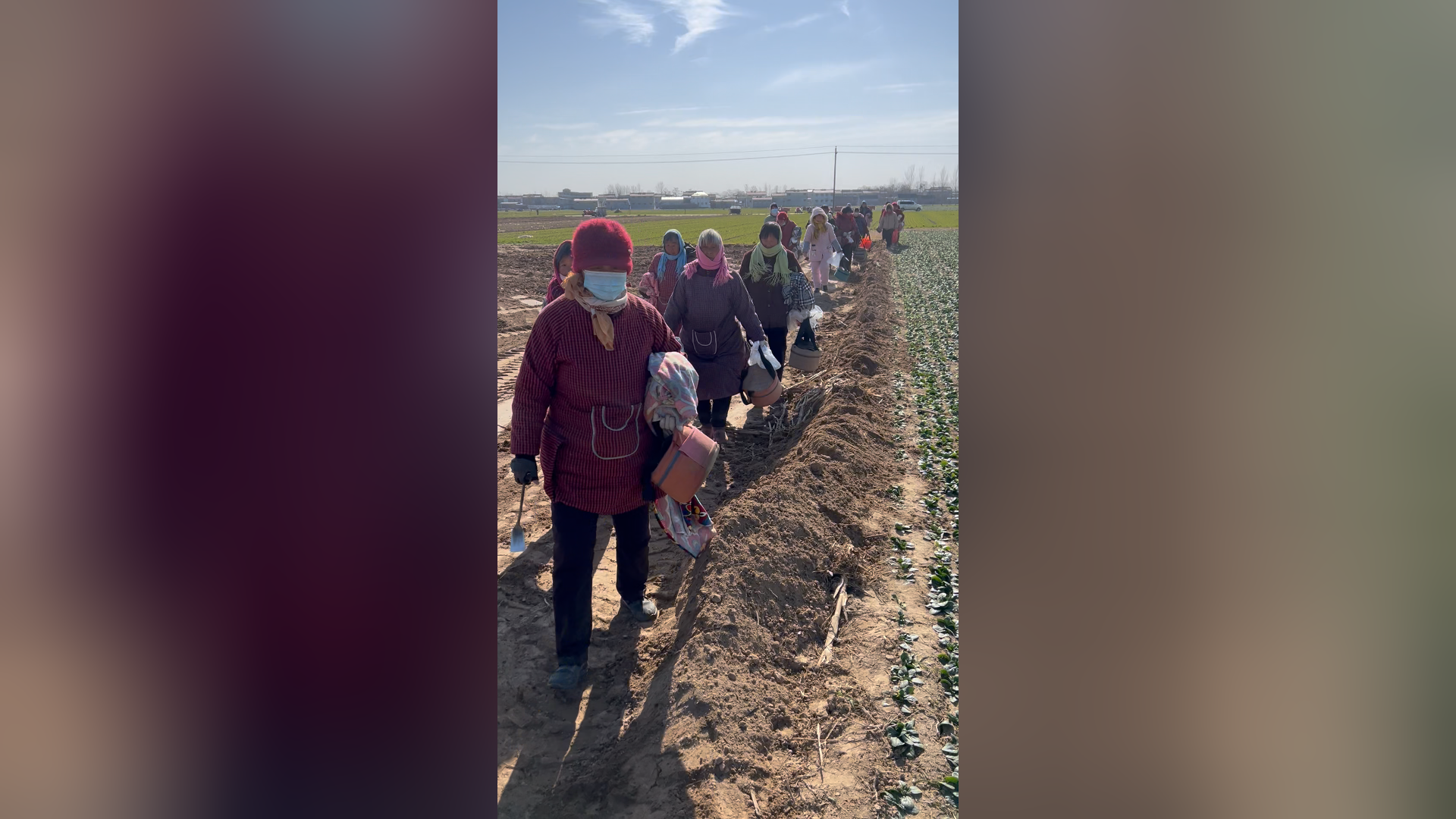 河南“趴地菠菜”火出圈   农户称4天卖掉170亩