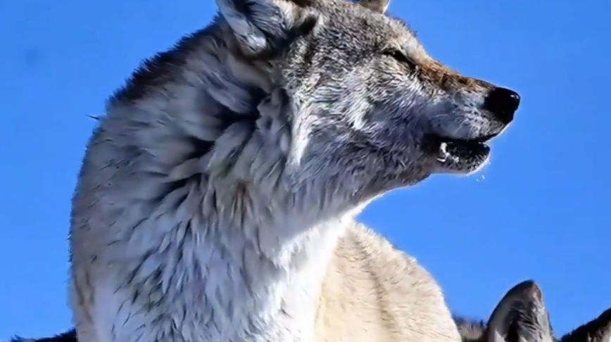 狼群夜袭羊圈致200多只死亡，当地：正对接赔偿