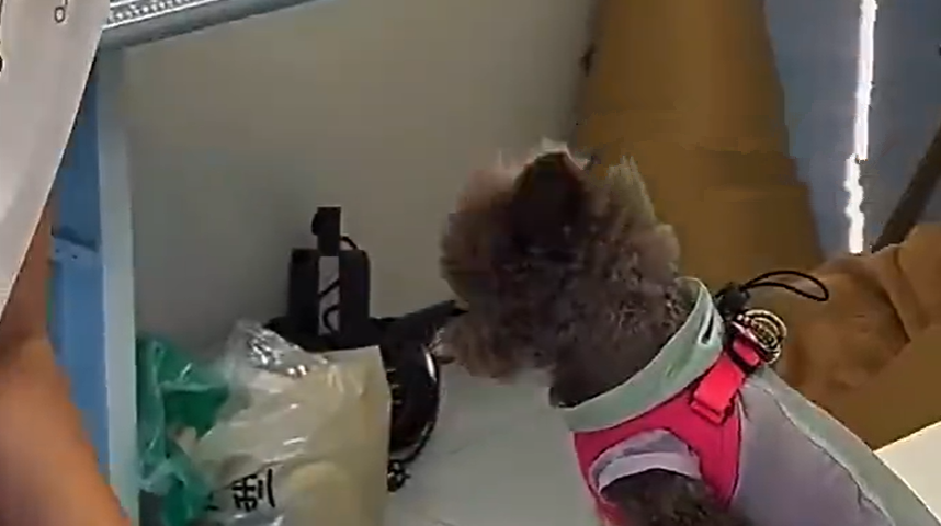 98年小伙教人缝宠物服装月入5万，不少女装主理人也转行