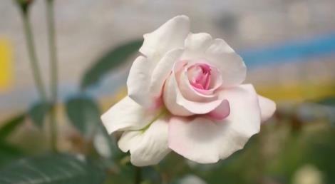 期待！二舅名字命名的月季“宝华”预计8月上市