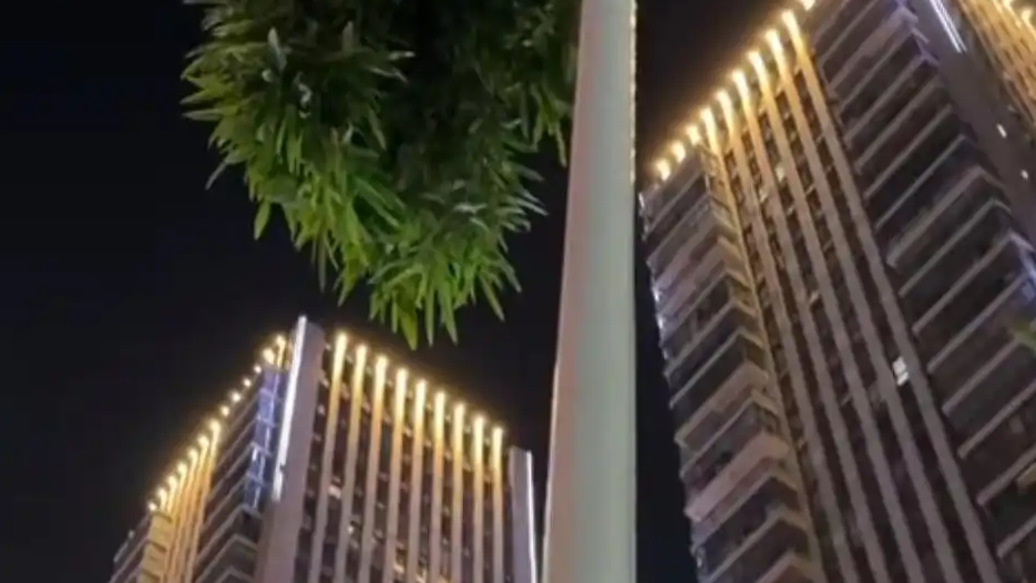 竹子穿透路灯生长引关注，网友：强者从不抱怨环境