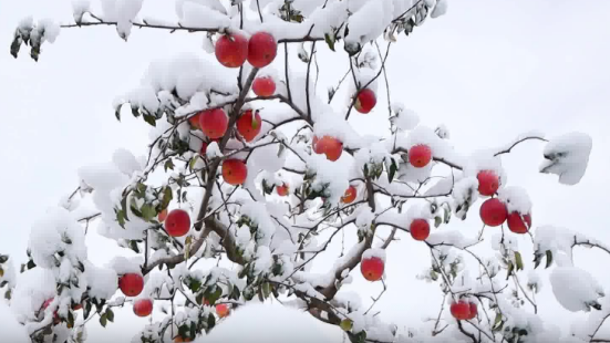 河南雨雪进入最强时段！局地大暴雪！警惕雪后寒+道路结冰