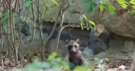 越来越多野生动物“爱上”都市生活